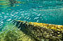 Dolphin & Tangalooma Wrecks Cruise from the Gold Coast