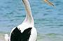 2 Day Tangalooma Wild Dolphin Resort Adventure (twin share)